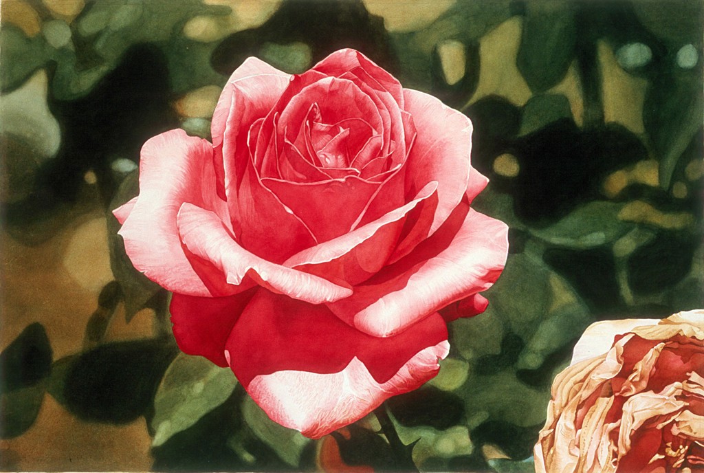 Pink Rose & Dead Rose by Stephan Hoffpauir | Cole Pratt Gallery