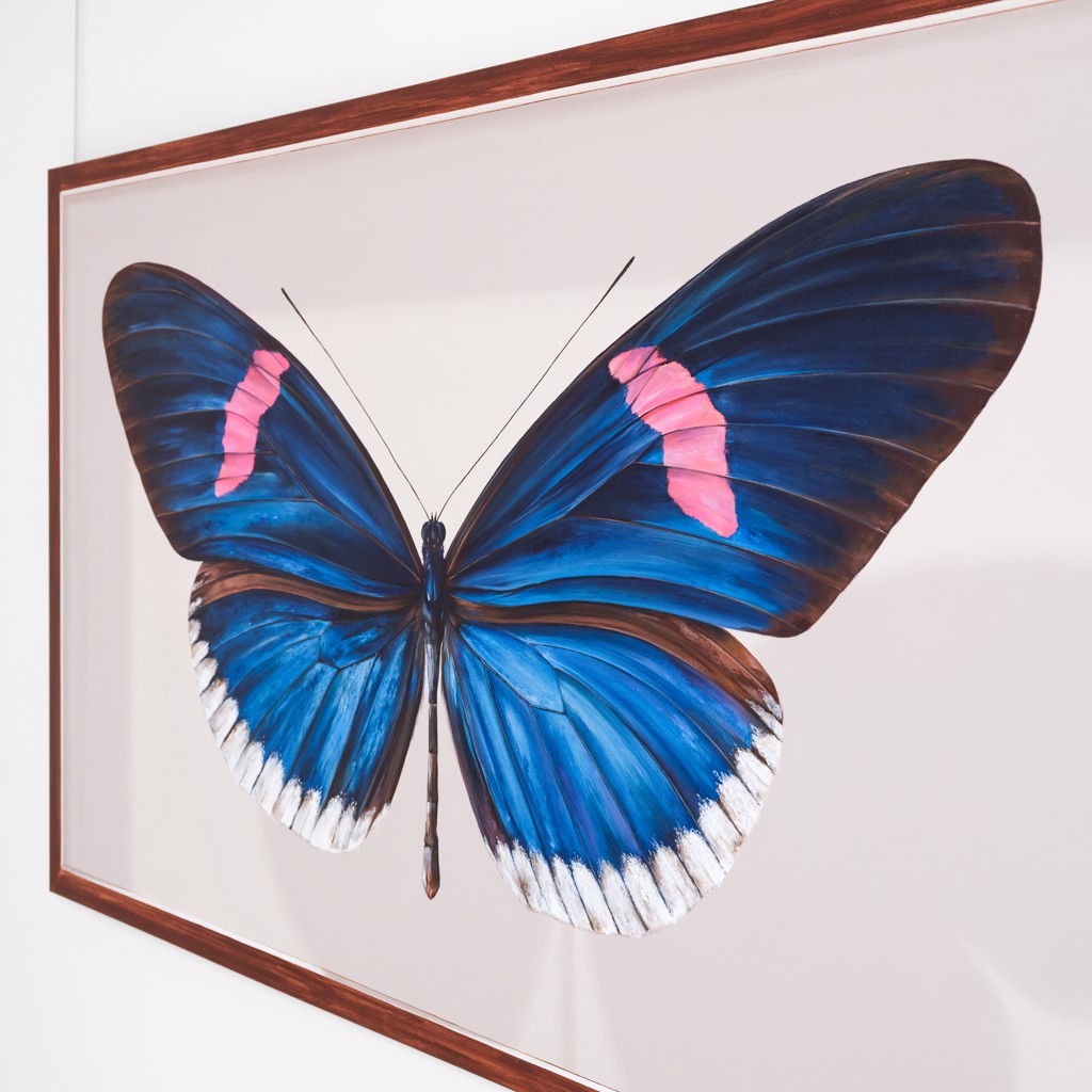The Giant collection : Heliconius erato cyrbia by Mantra