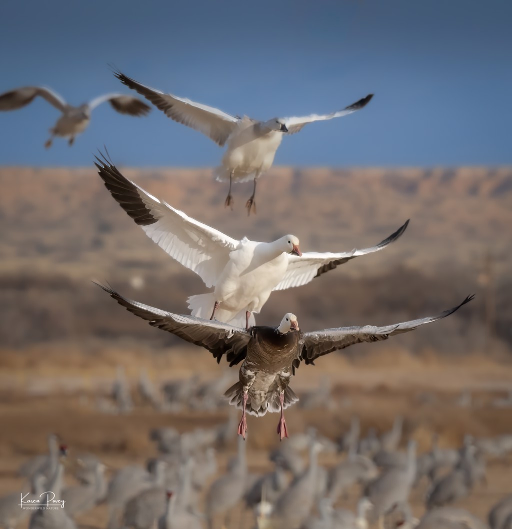 Cleared for Landing by Karen Povey