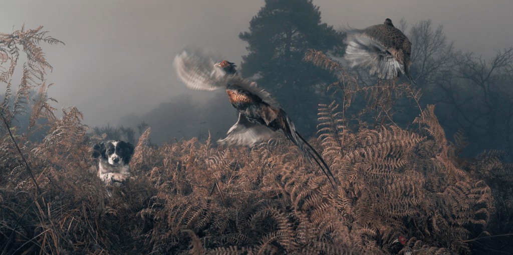 Penny working the bracken by Tim Flach
