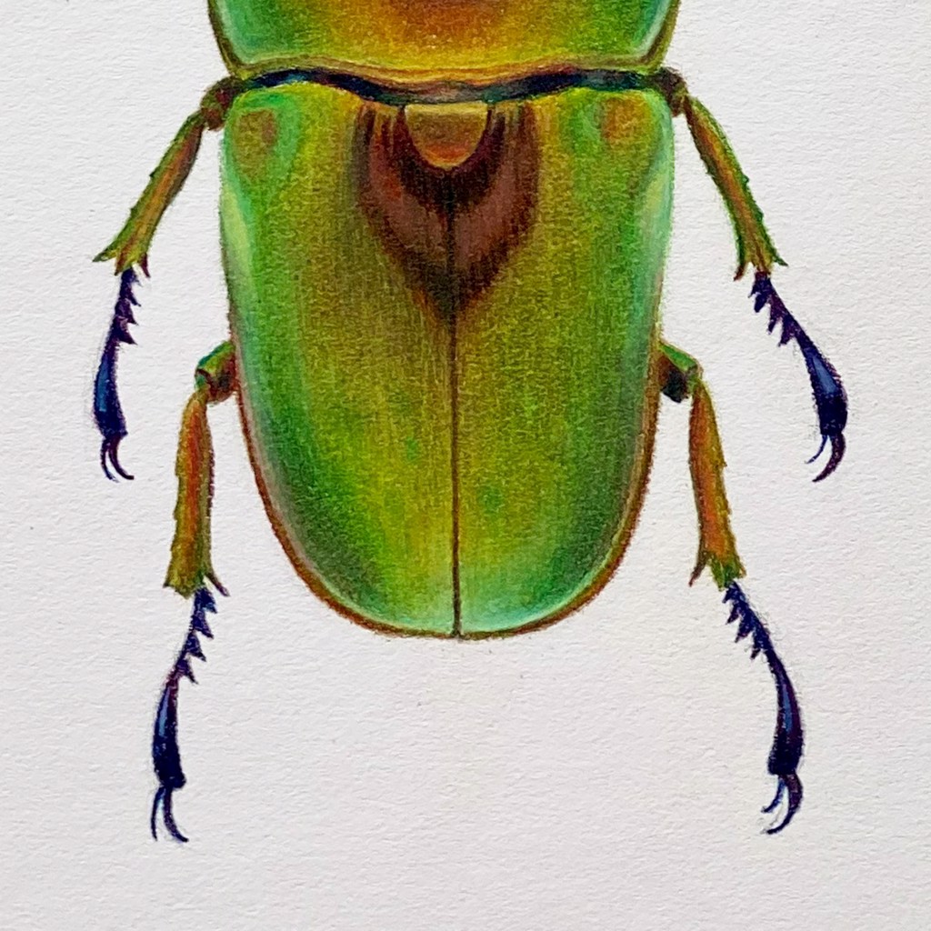Coleoptera Chroma #3 by Hannah Hanlon