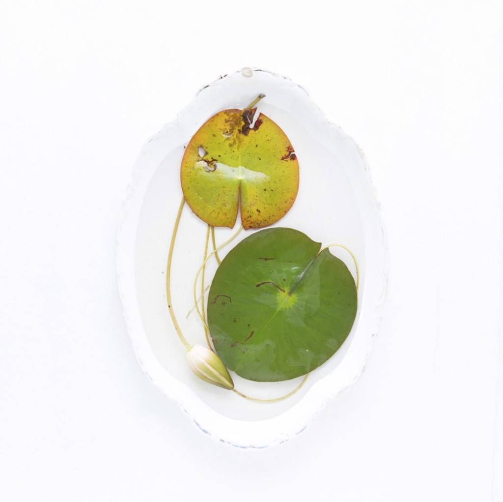 Wunderkammer - Lily Pads by Kimberly Witham