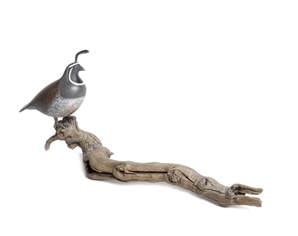 Californische kuifkwartel * Colin de Californie * California quail by Mark Dedrie
