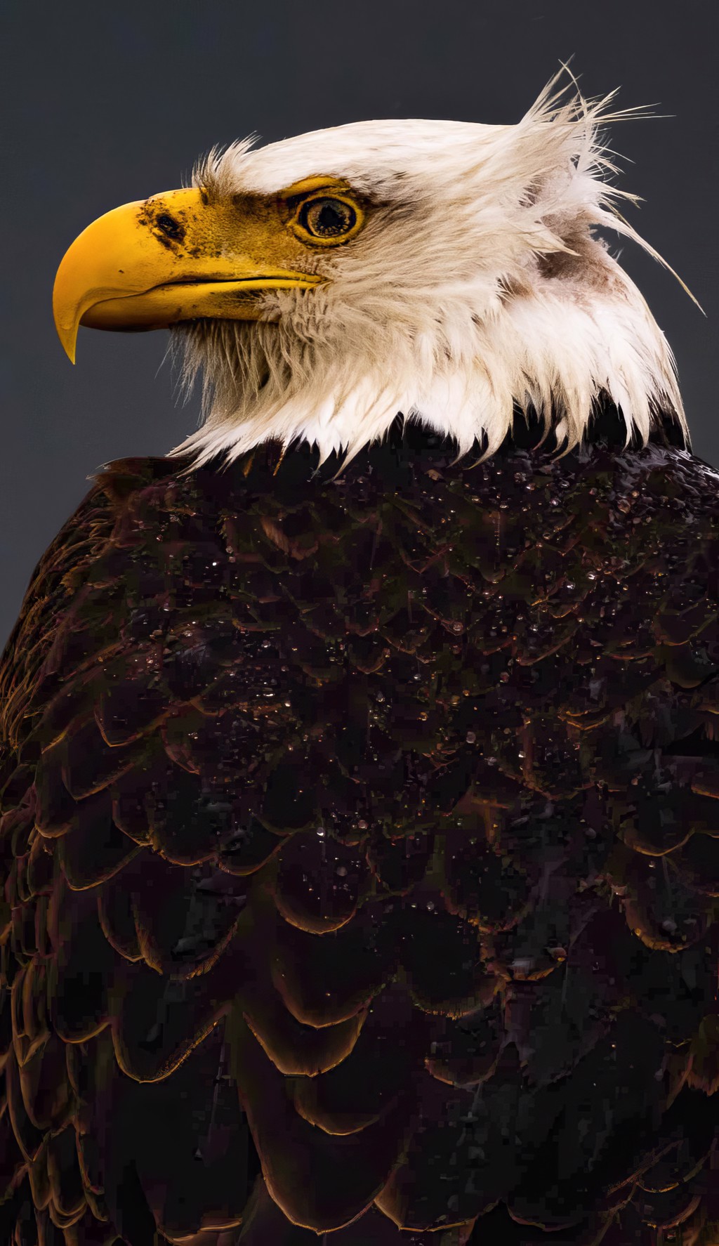 Bald Eagle by Bala Balabaskaran