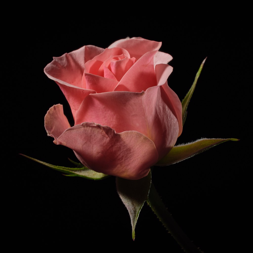 ROSA III by Oliver Bernardi - FLORA | META