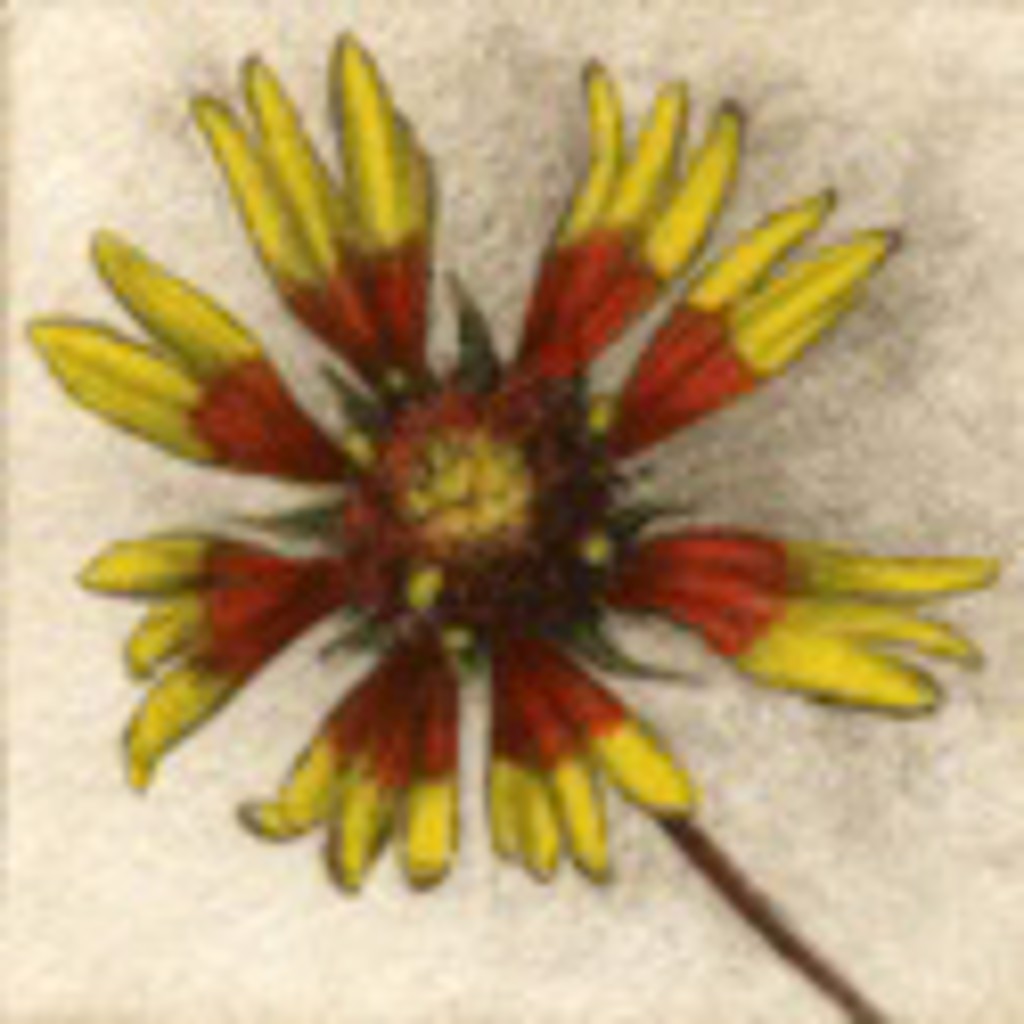 Indian Blanket - unframed, #77/150 by Melanie Fain