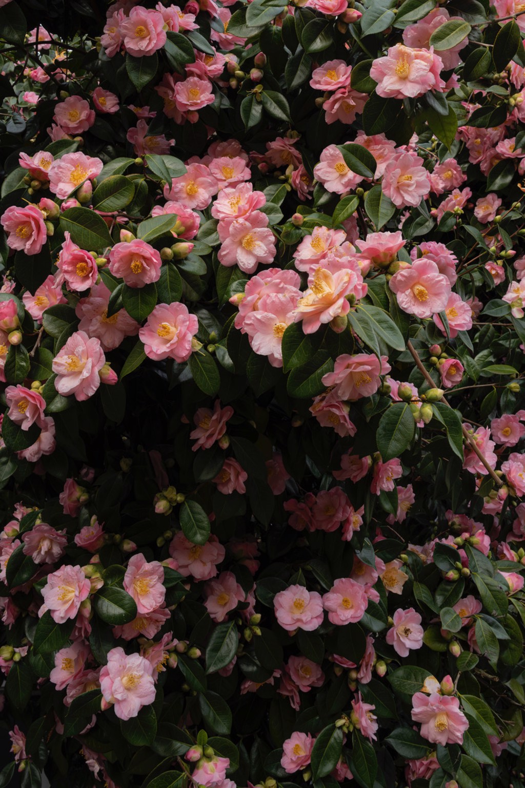 Camelia by Jessica Cantlin