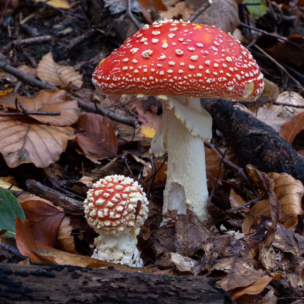Emblemata - Toadstool by M.C. Escher | Skot Foreman Gallery