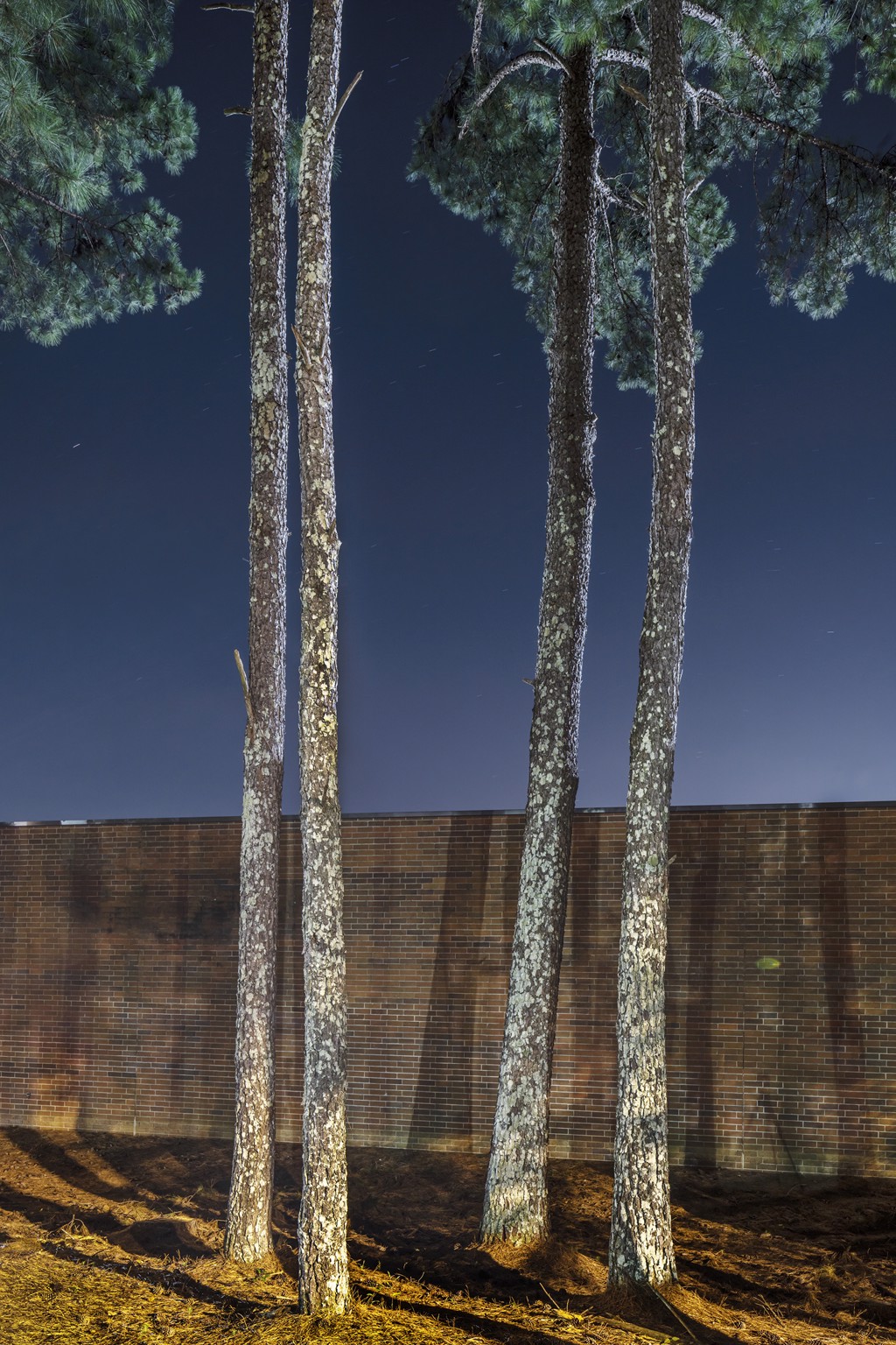 Loblolly Pines #1, Lilburn, GA by Peter Essick