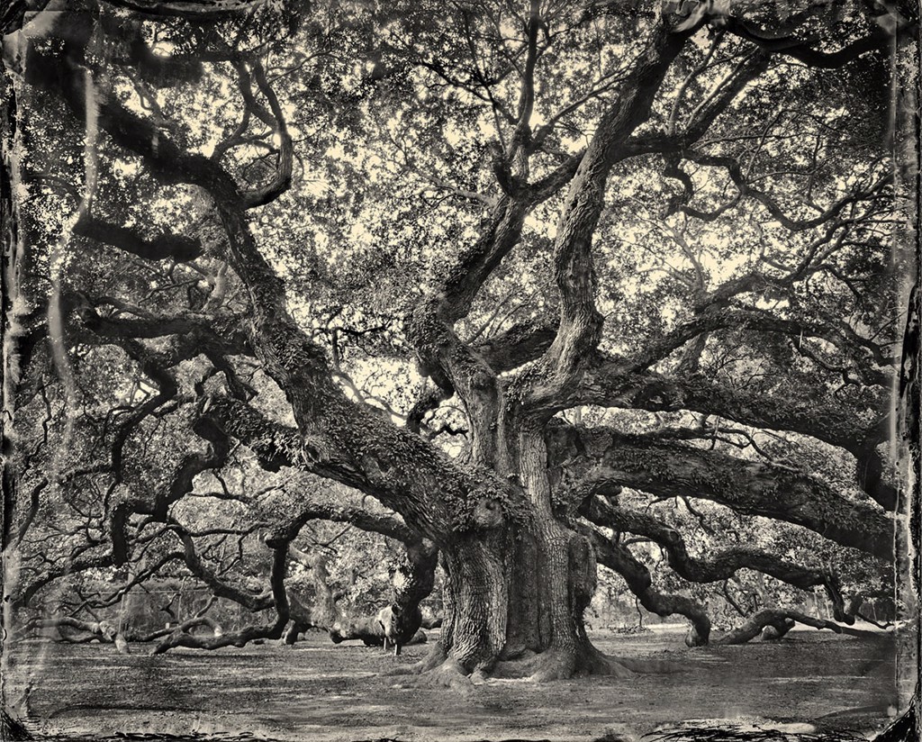 Angel Oak by Ben Nixon