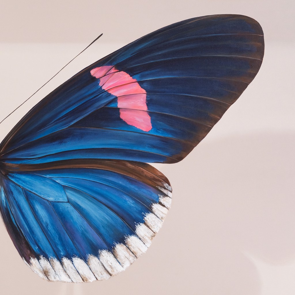 The Giant collection : Heliconius erato cyrbia by Mantra