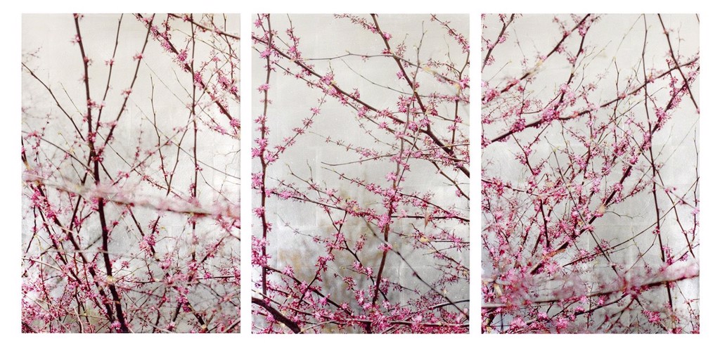 Redbud Rumination by Susan Goldsmith