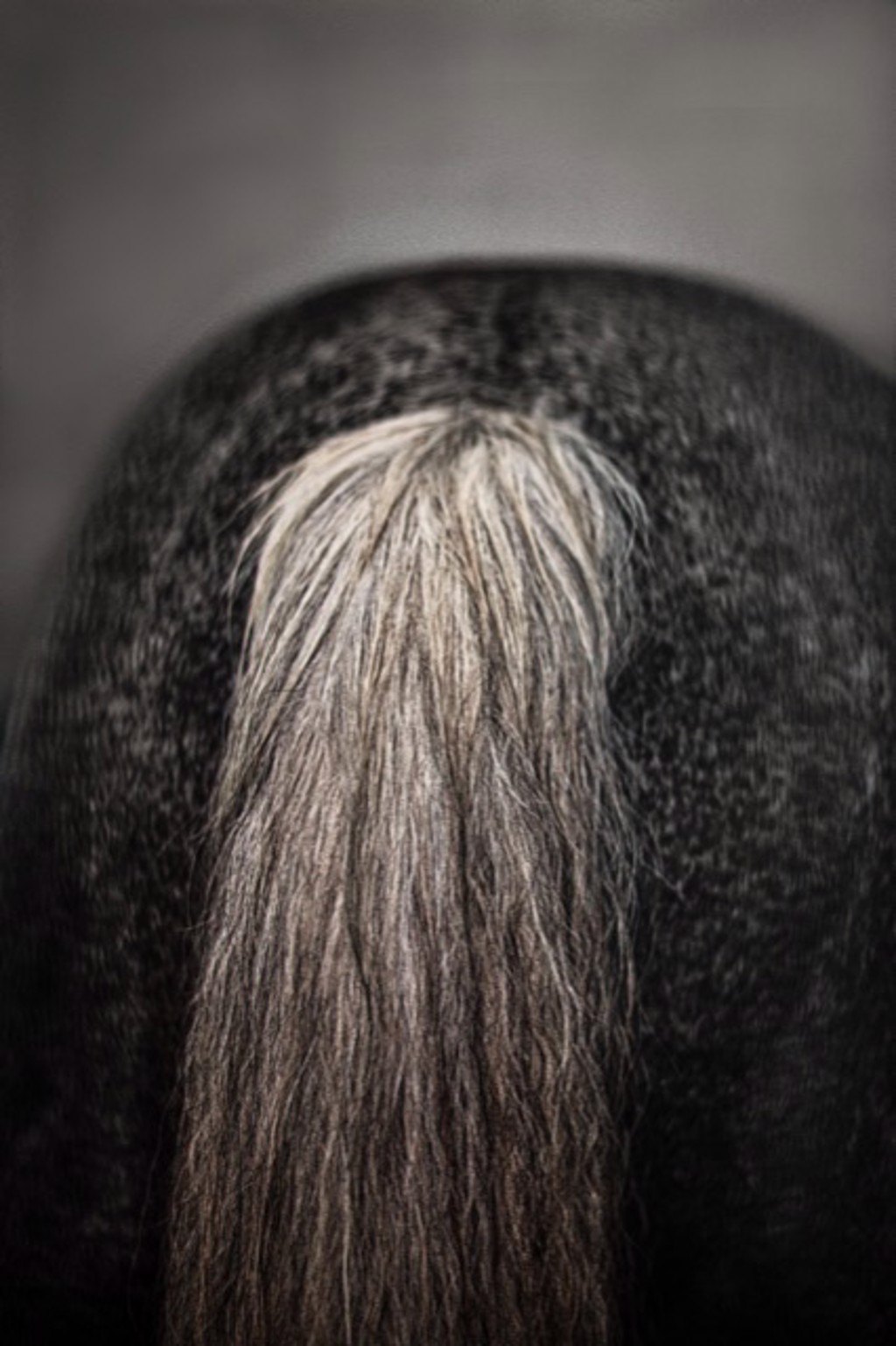 Horse's Back by Rob Brinson