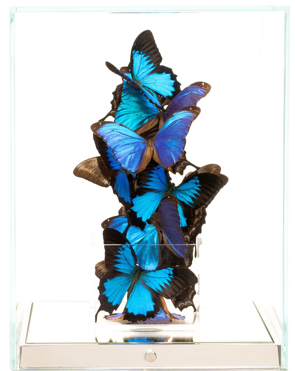 Roman Feral Envol Azur S: vertical arrangement of blue and turquoise butterflies with dark wing edges inside a clear display case.