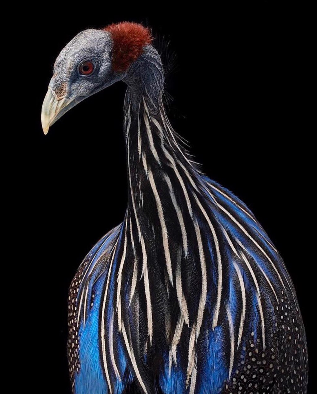 Vulturine Guineafowl by Tim Flach