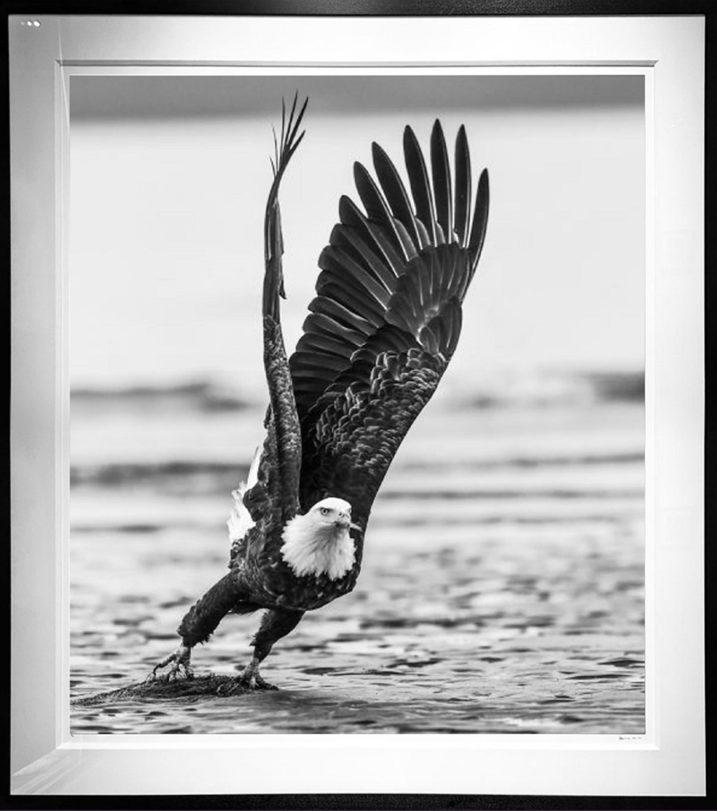Take Off by David Yarrow