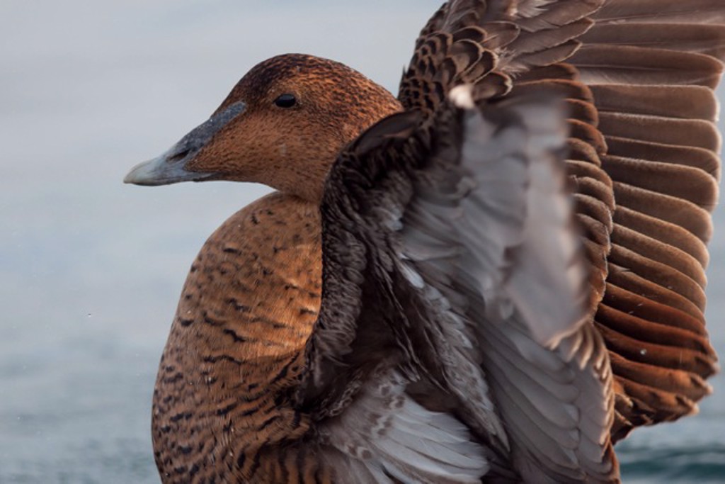Female Eider by Susumu Kishihara