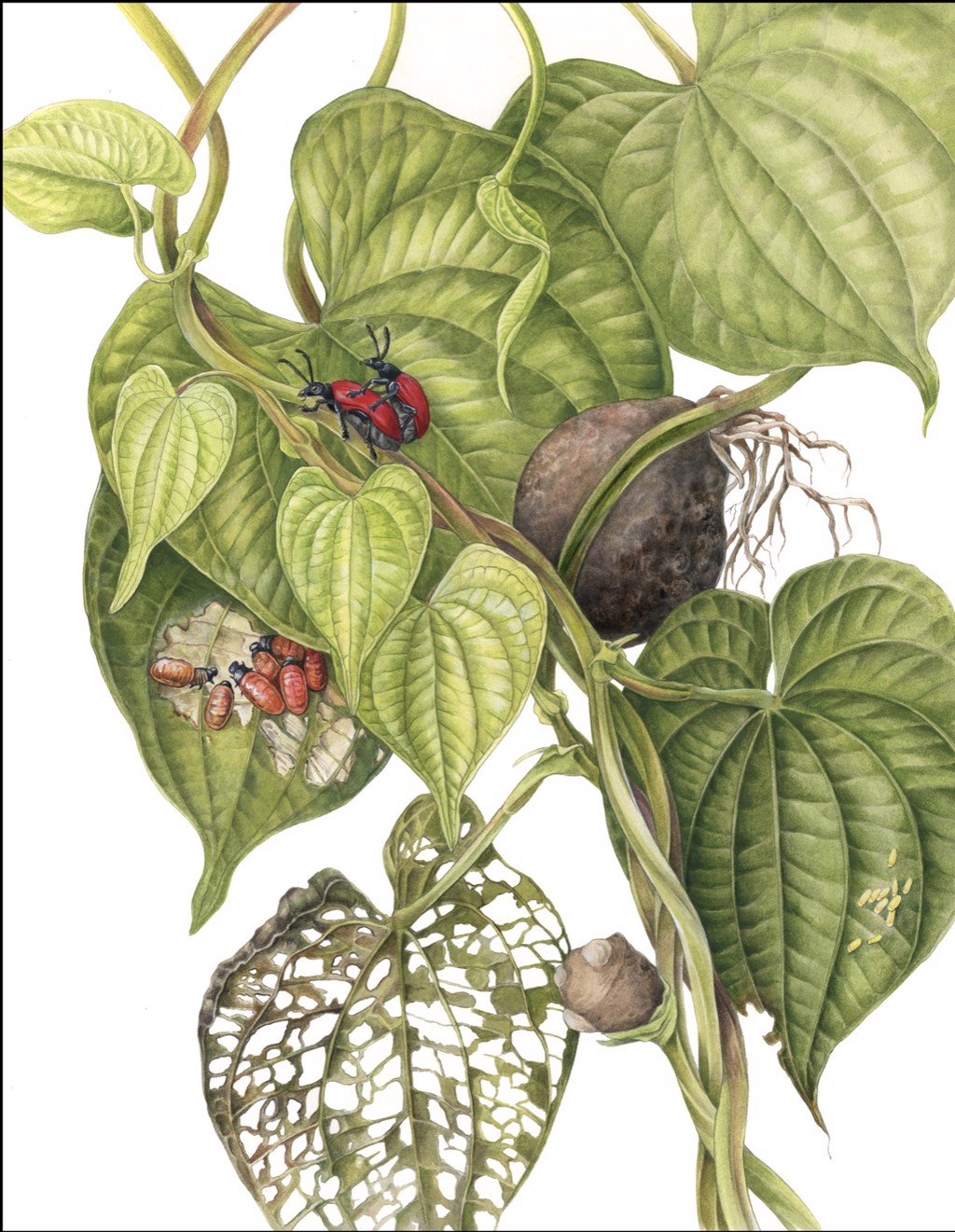 Invasive Air Potato Vine & Biological Control Beetle by Mindy Lighthipe
