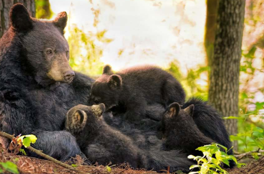 Feeding Time by Anna DeStefano