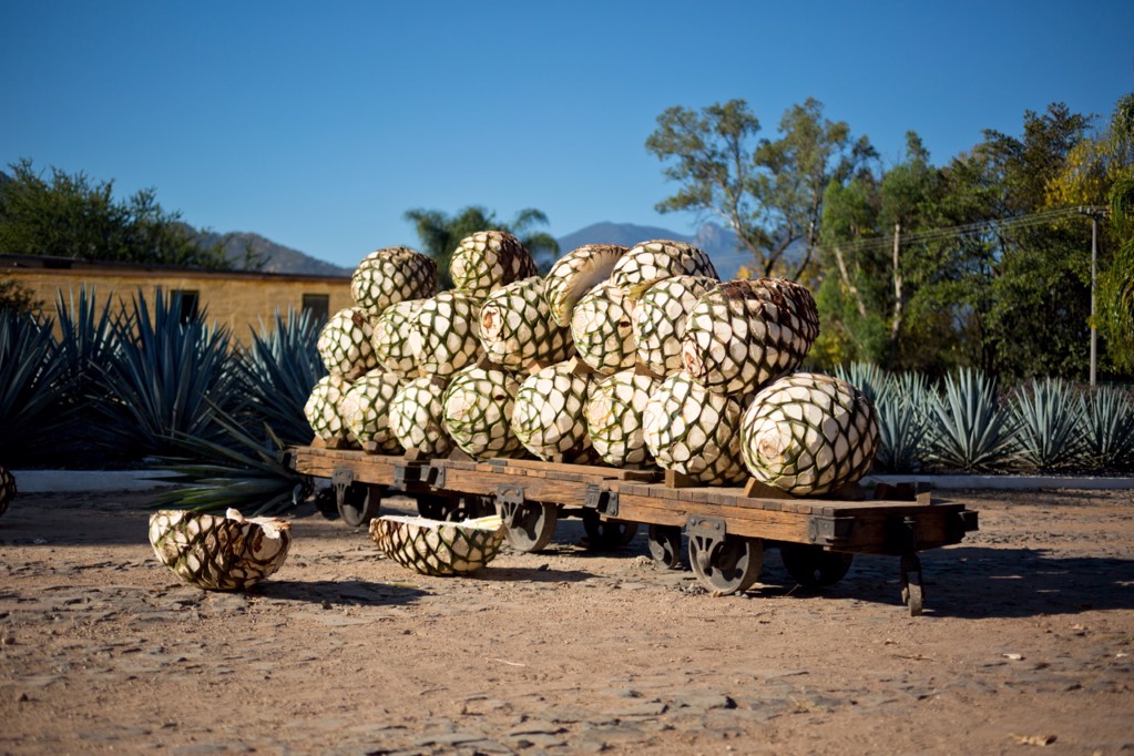 Tequila VIII by Joel Salcido