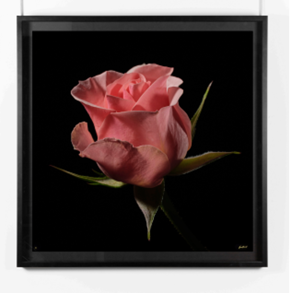 ROSA III by Oliver Bernardi - FLORA | META
