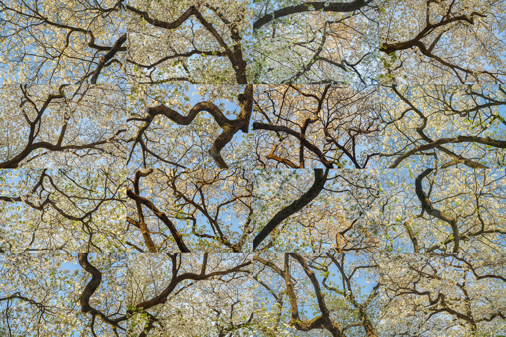 Flowering Dogwood, Atlanta, GA X 16 by Peter Essick