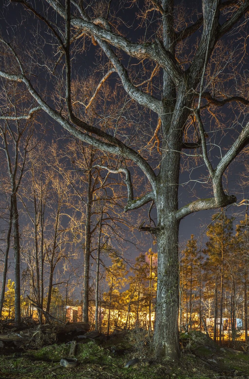 White Oak #1, Lithonia, GA by Peter Essick