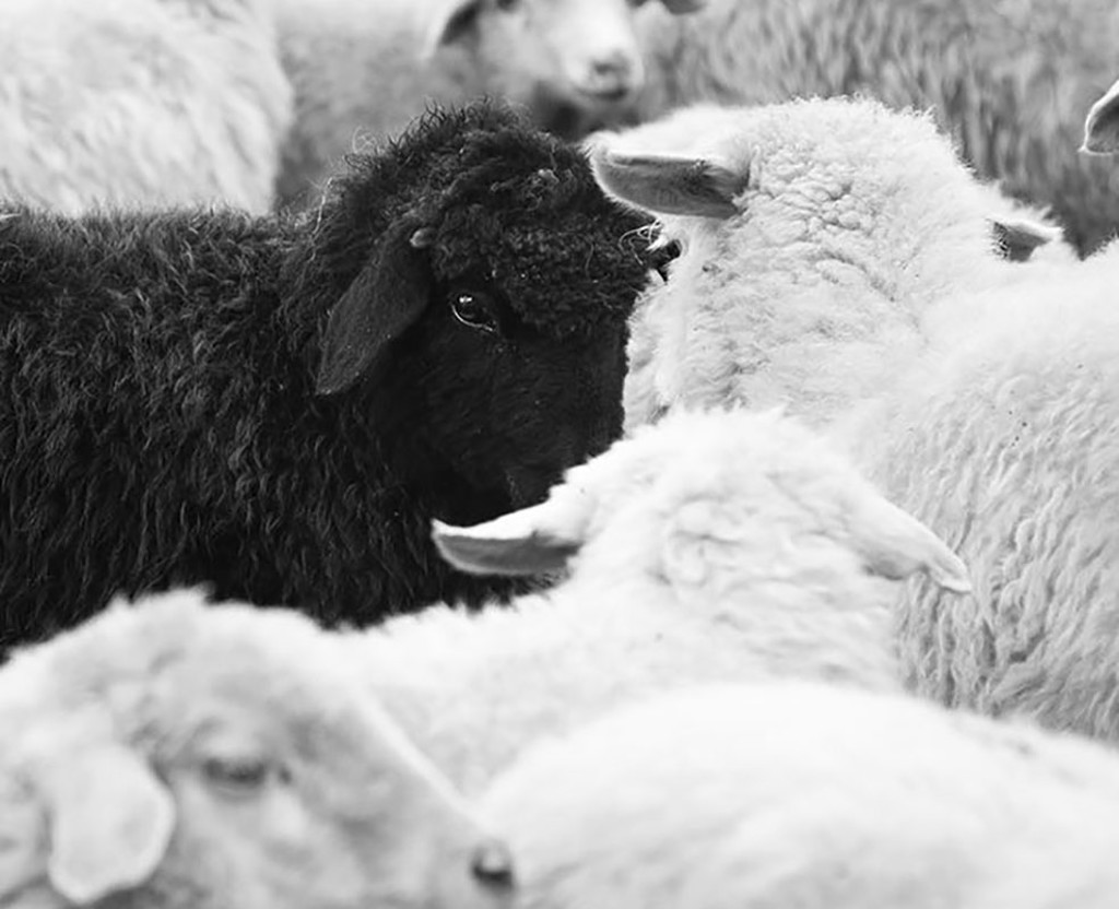 Black Sheep and Flock 2 by Philip Holsinger | Chauvet Arts