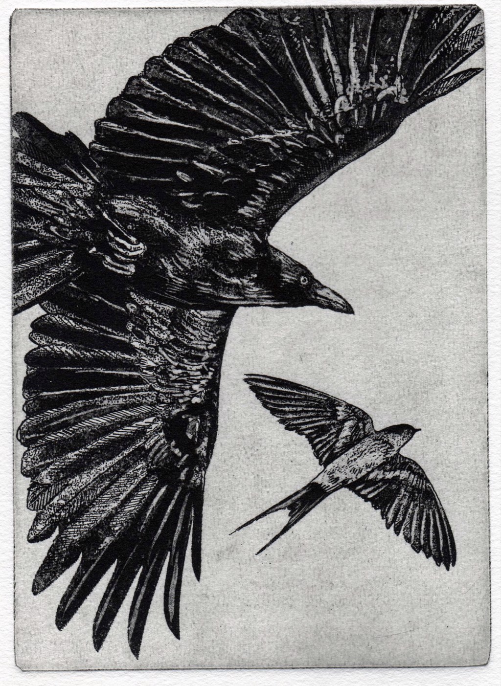 The Crow and the Swallow - Aesop's Fables by Larry Vienneau