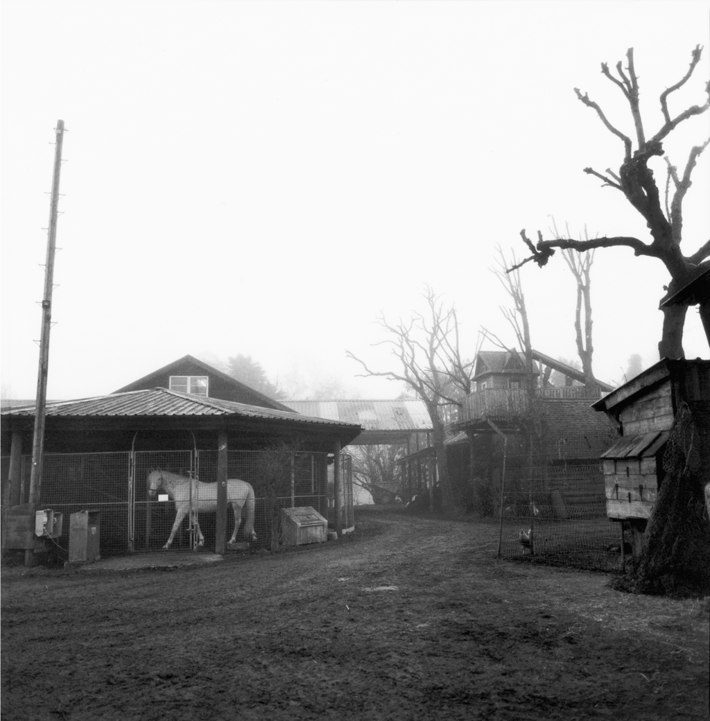 Foggy Morning by Constance Jaeggi