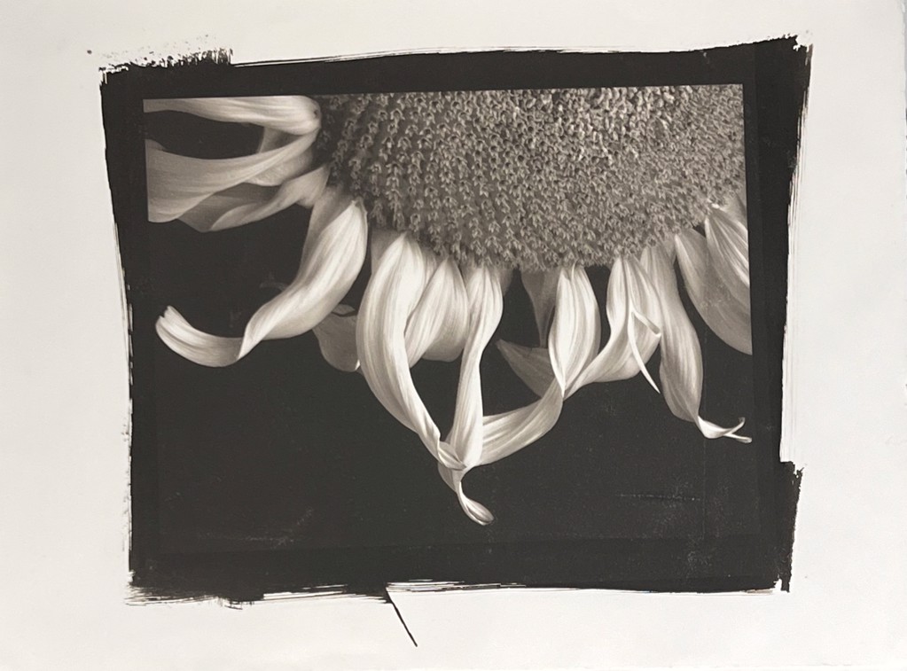 Sunflower 3 by Frank Hunter