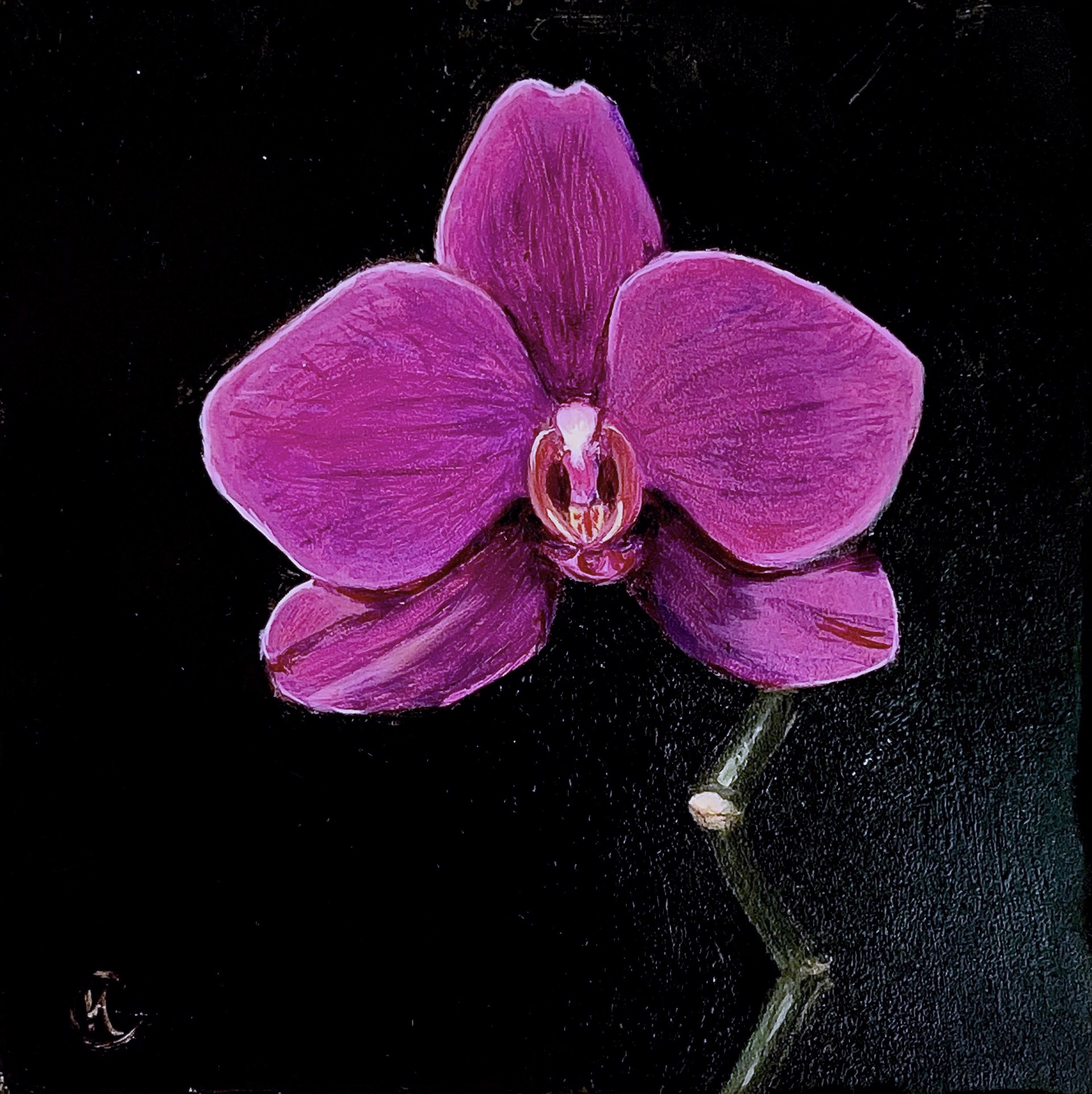 Rosy Orchid by Kim Case