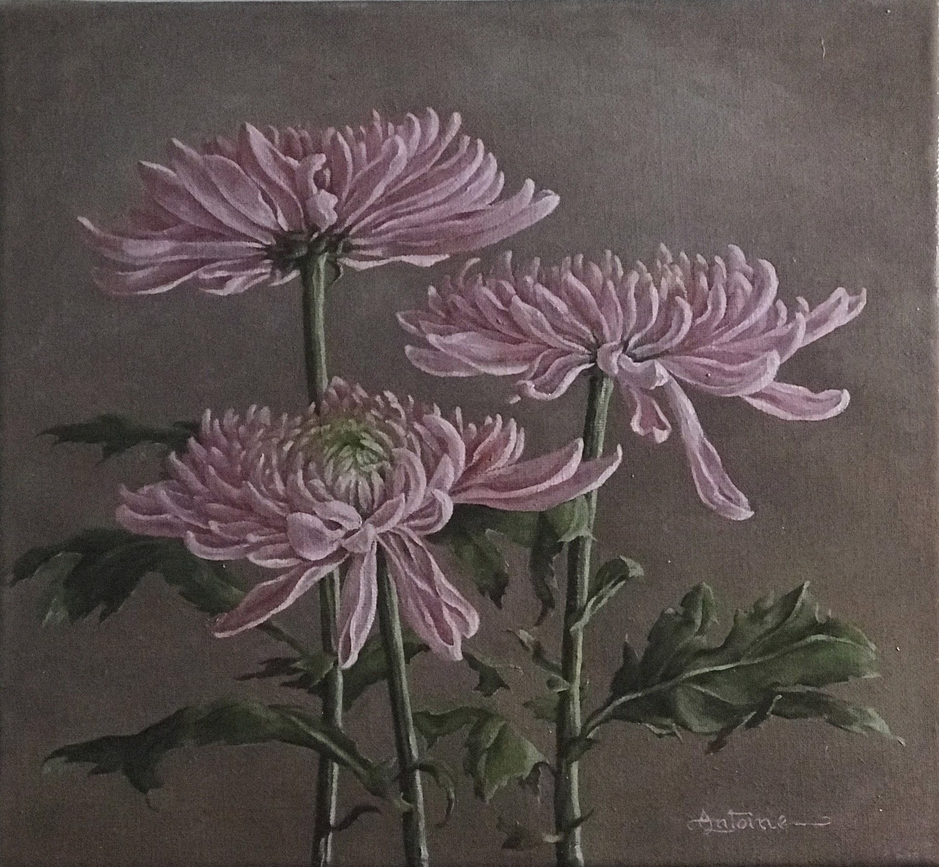 Still Life with Pink Chrysanthemums by Marianne Antoine