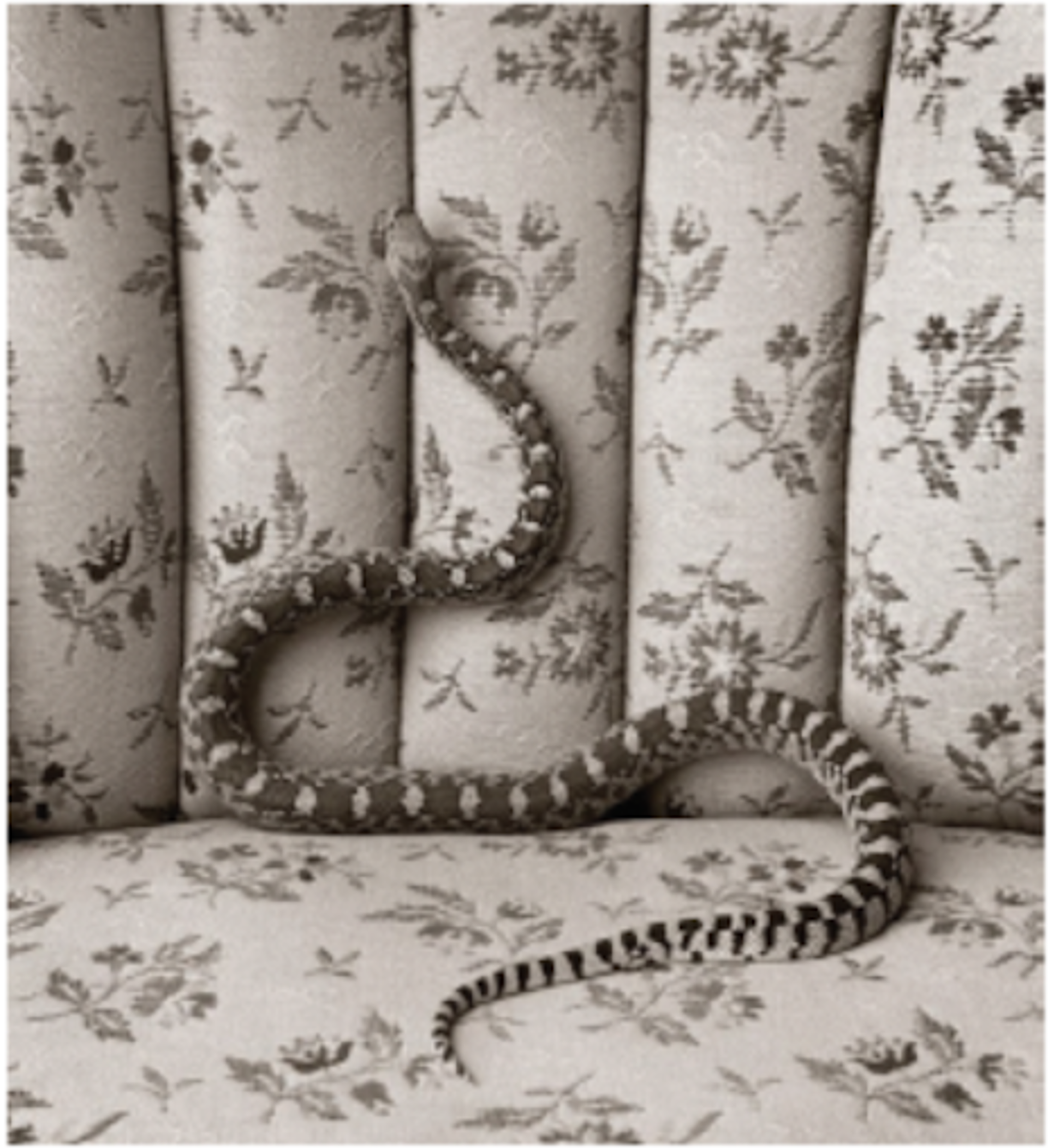 Bull Snake on Couch by James H. Evans