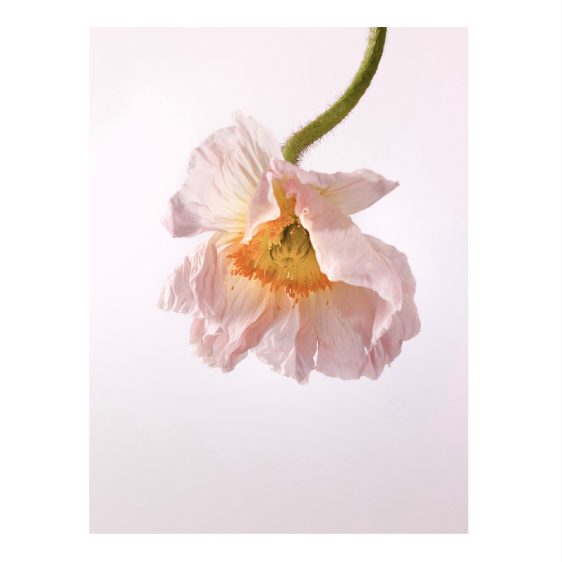 Flowers #6 by Gabriella Imperatori-Penn
