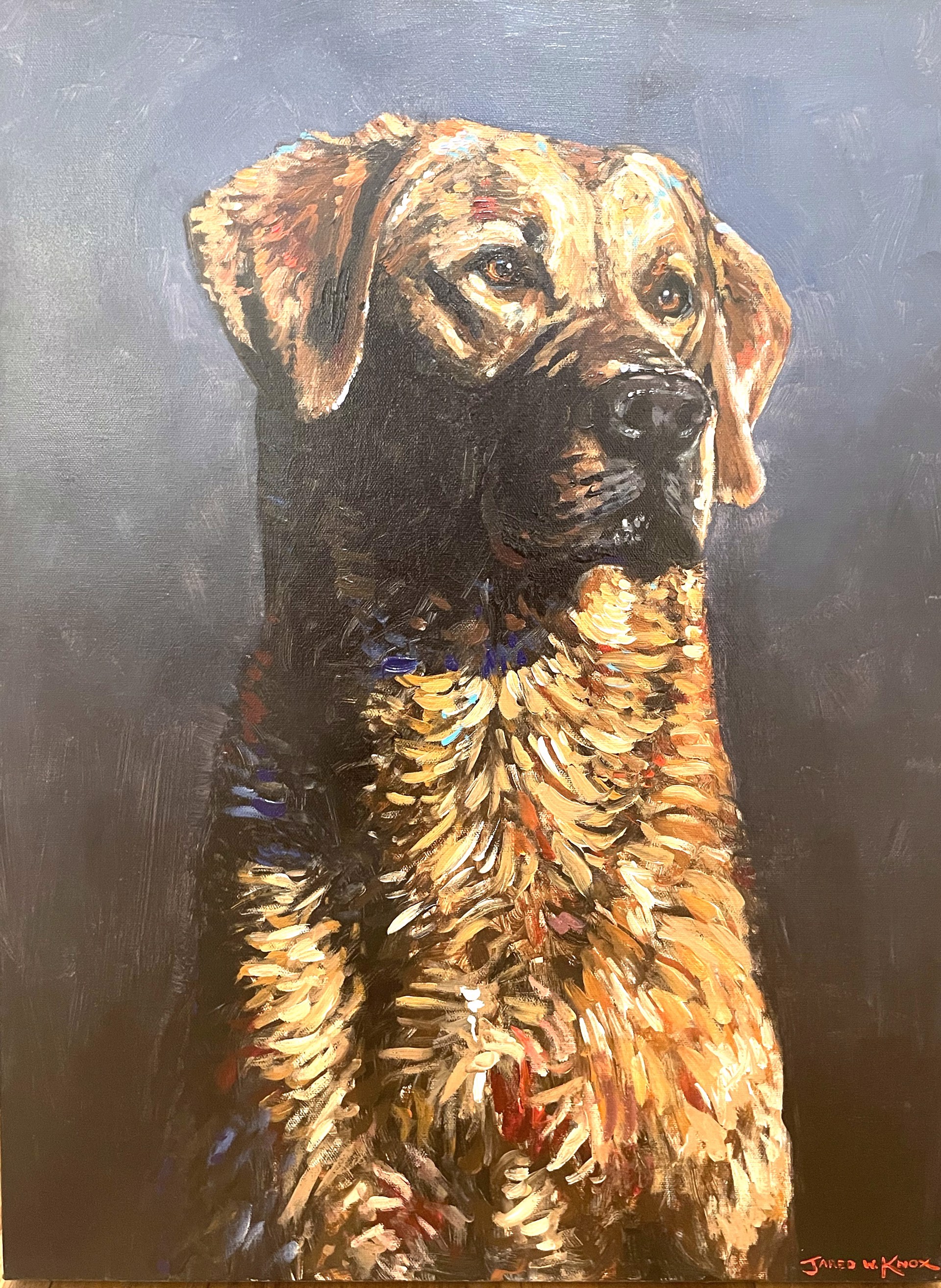 Golden Lab by Jared Knox