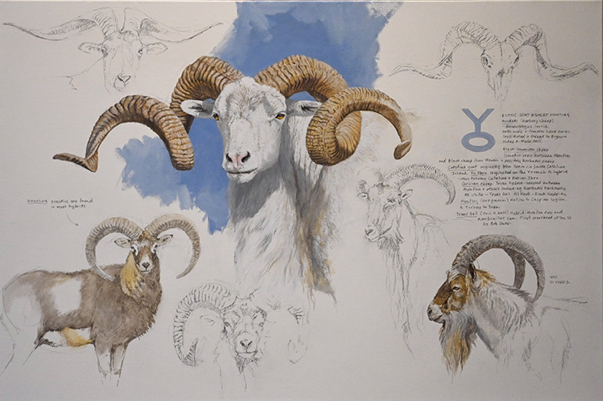 Sheet & Goat Montage by Kim Donaldson