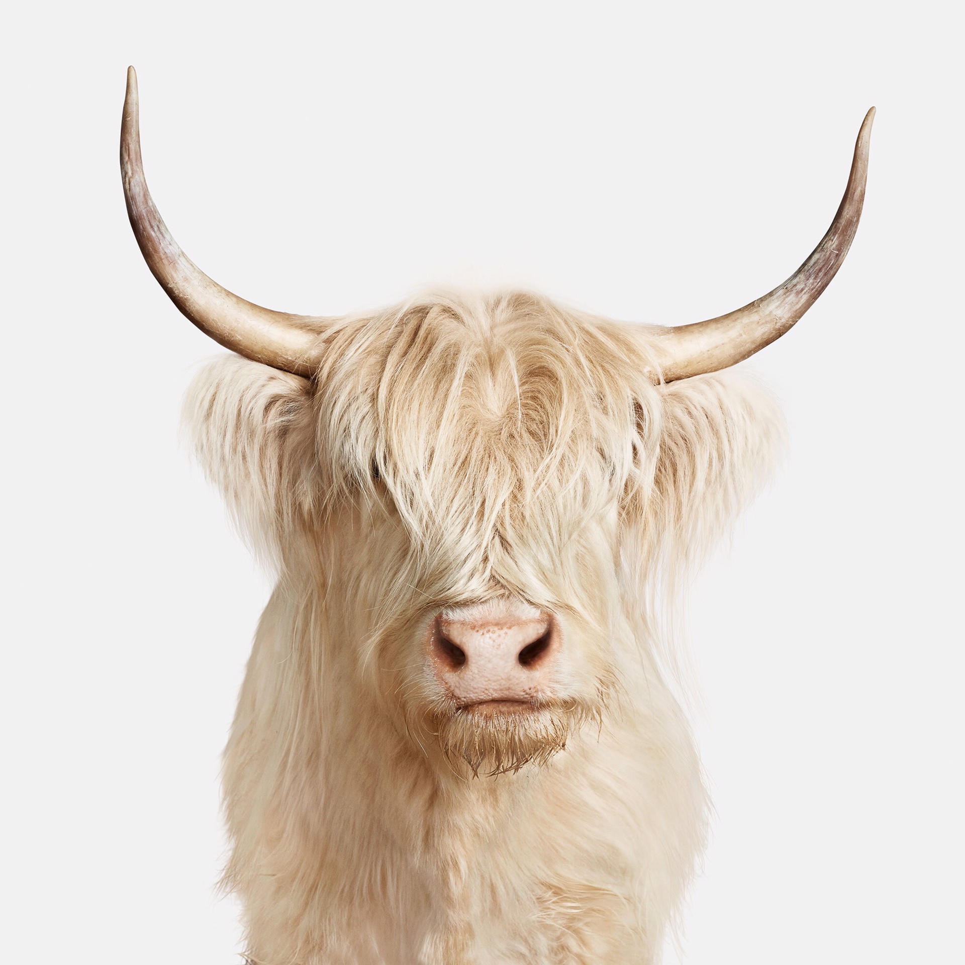 Highland Cow No. 1 by Randal Ford