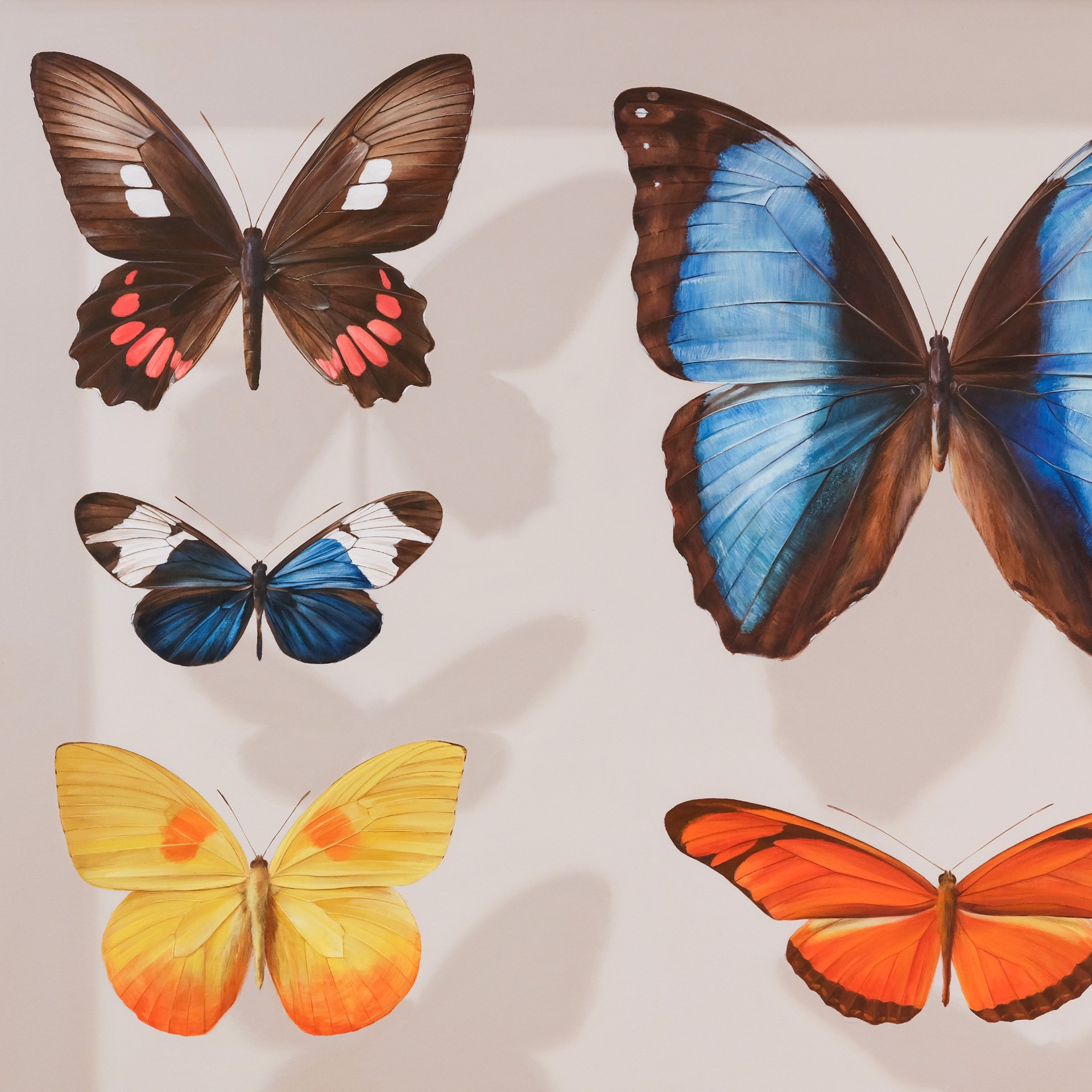 Butterflies of Ecuador : Board I by Mantra