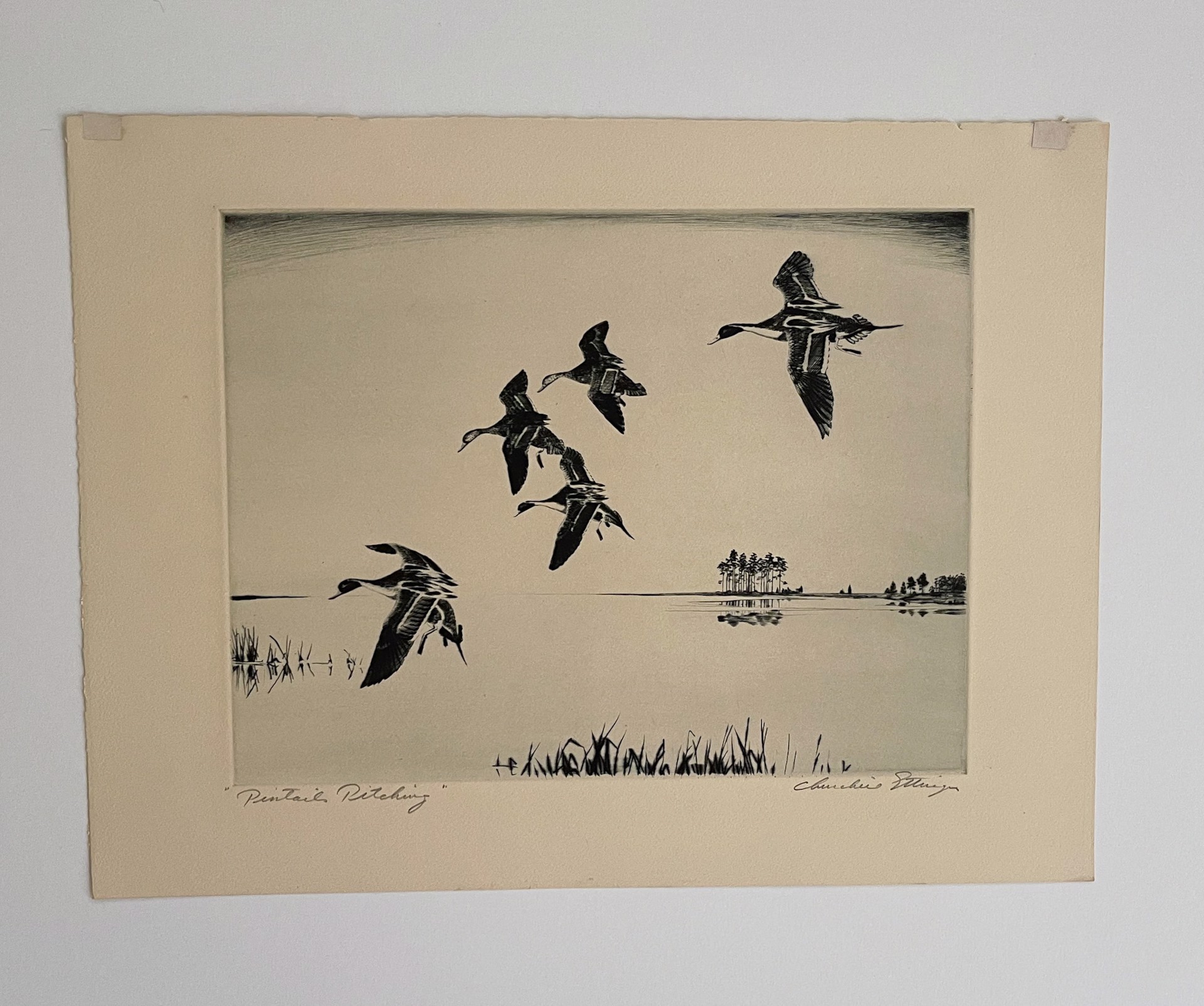 Pintails Pitching by Churchill Ettinger