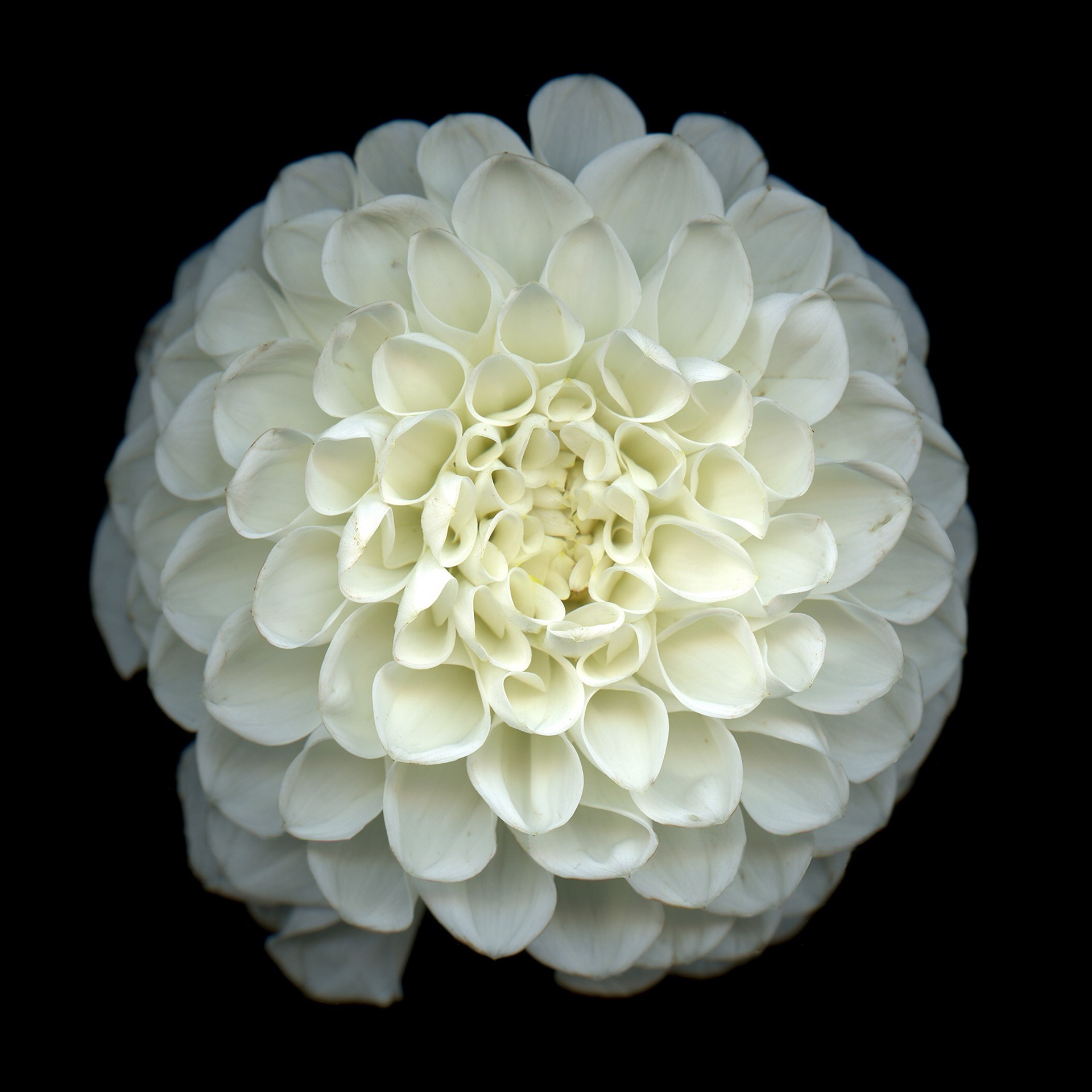 White Dahlia by Laurie Tennent