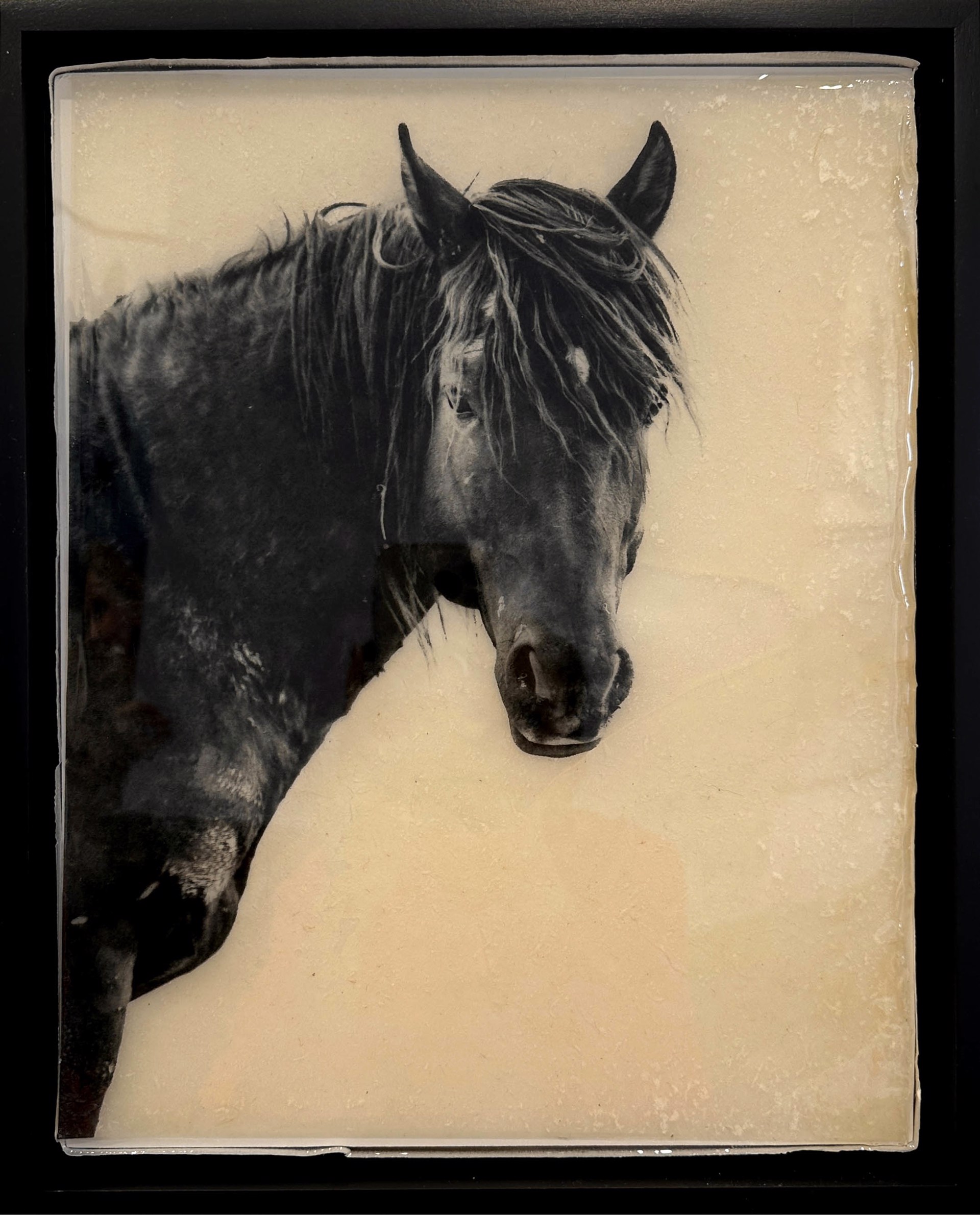 Black And White Photo Of A Horse By Jason Williams Resin Finish