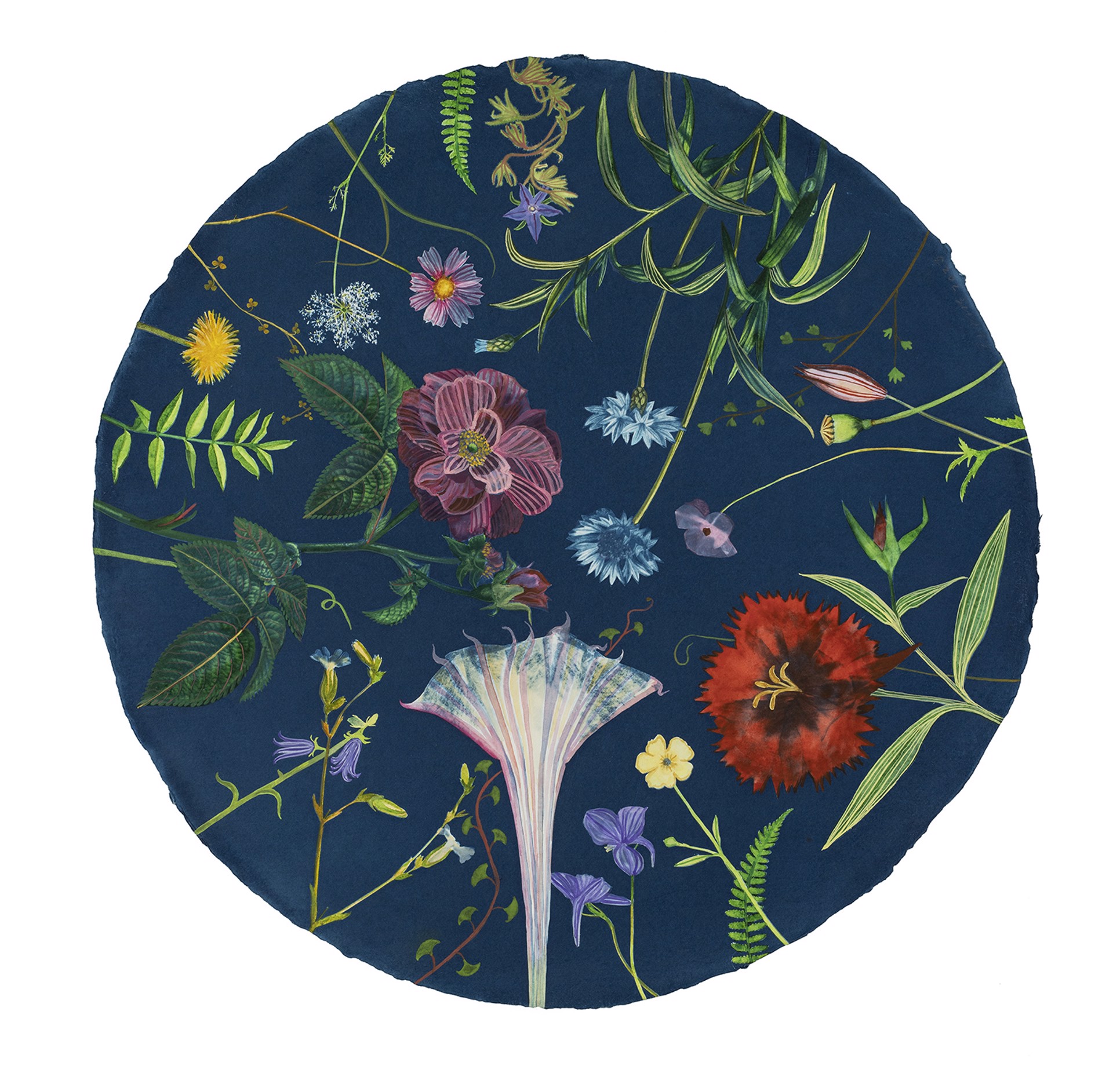 Picturesque Botany (Tondo/Rose, Cornflower, Queen Anne’s Lace, Moonflower, Delphinium, Vines, etc.) by Julia Whitney Barnes