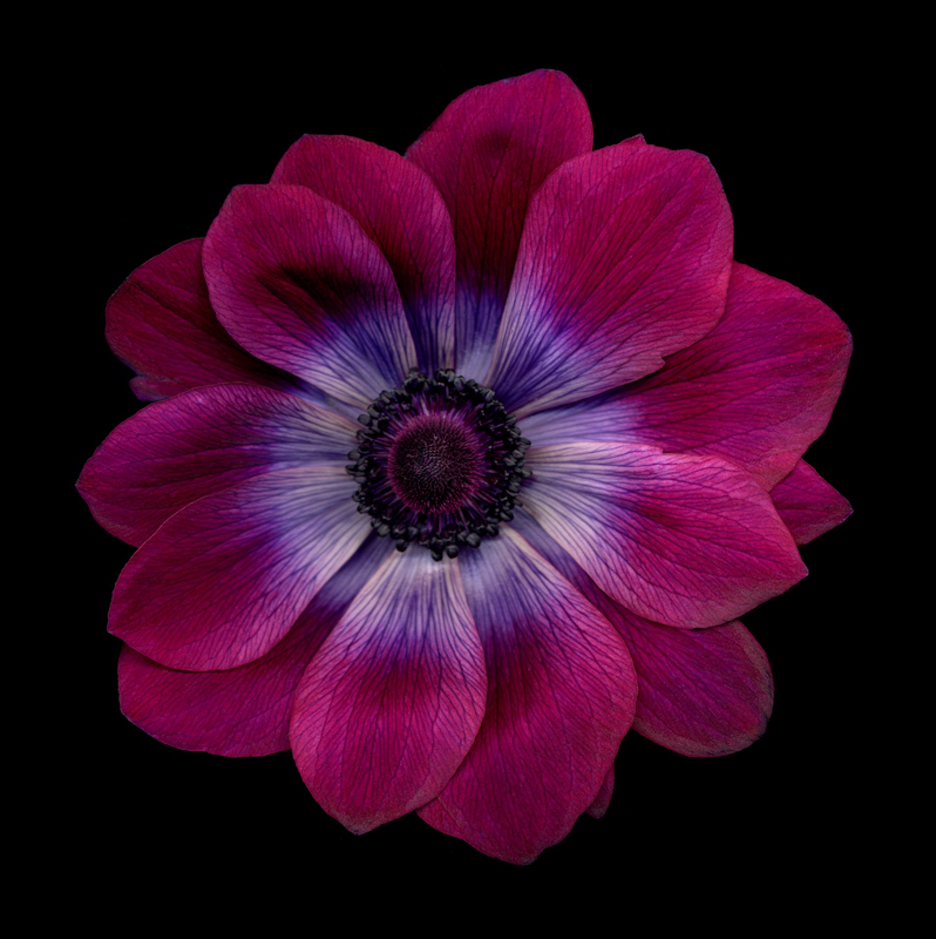Flower 61 (Black Series) by Chad Kleitsch