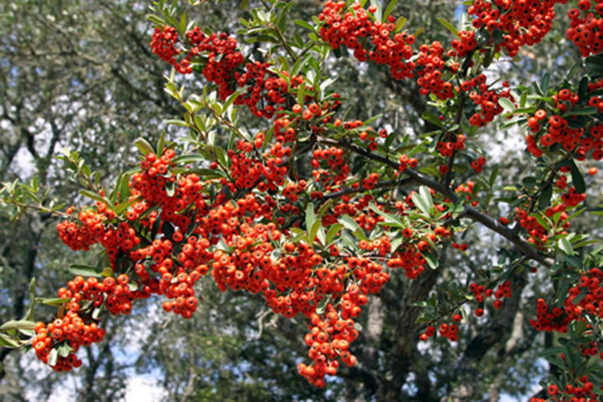 Pyracantha Red by Rob Pitzer's Private Collection