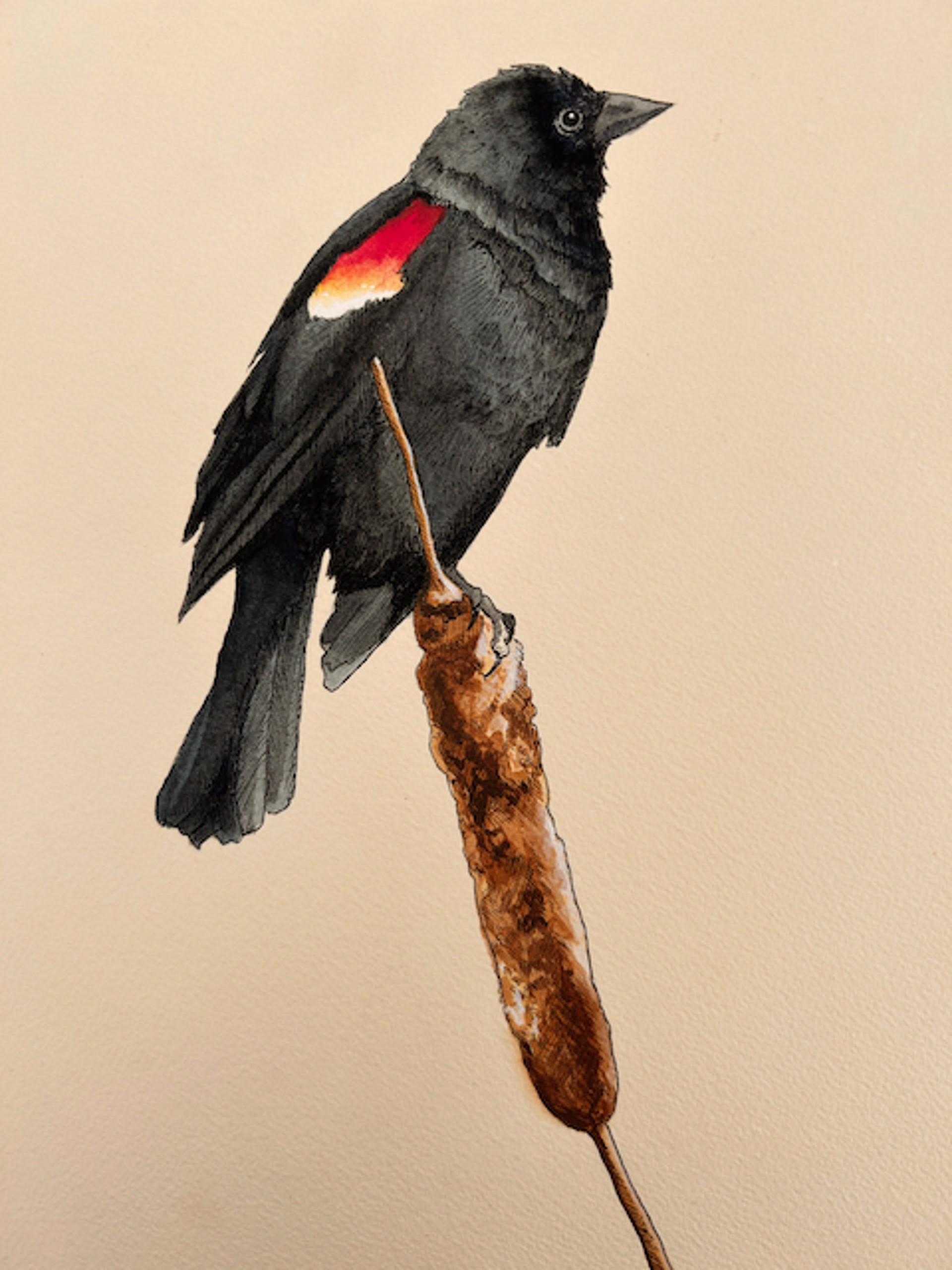 Red-Winged Blackbird by HEATHER MILLAR