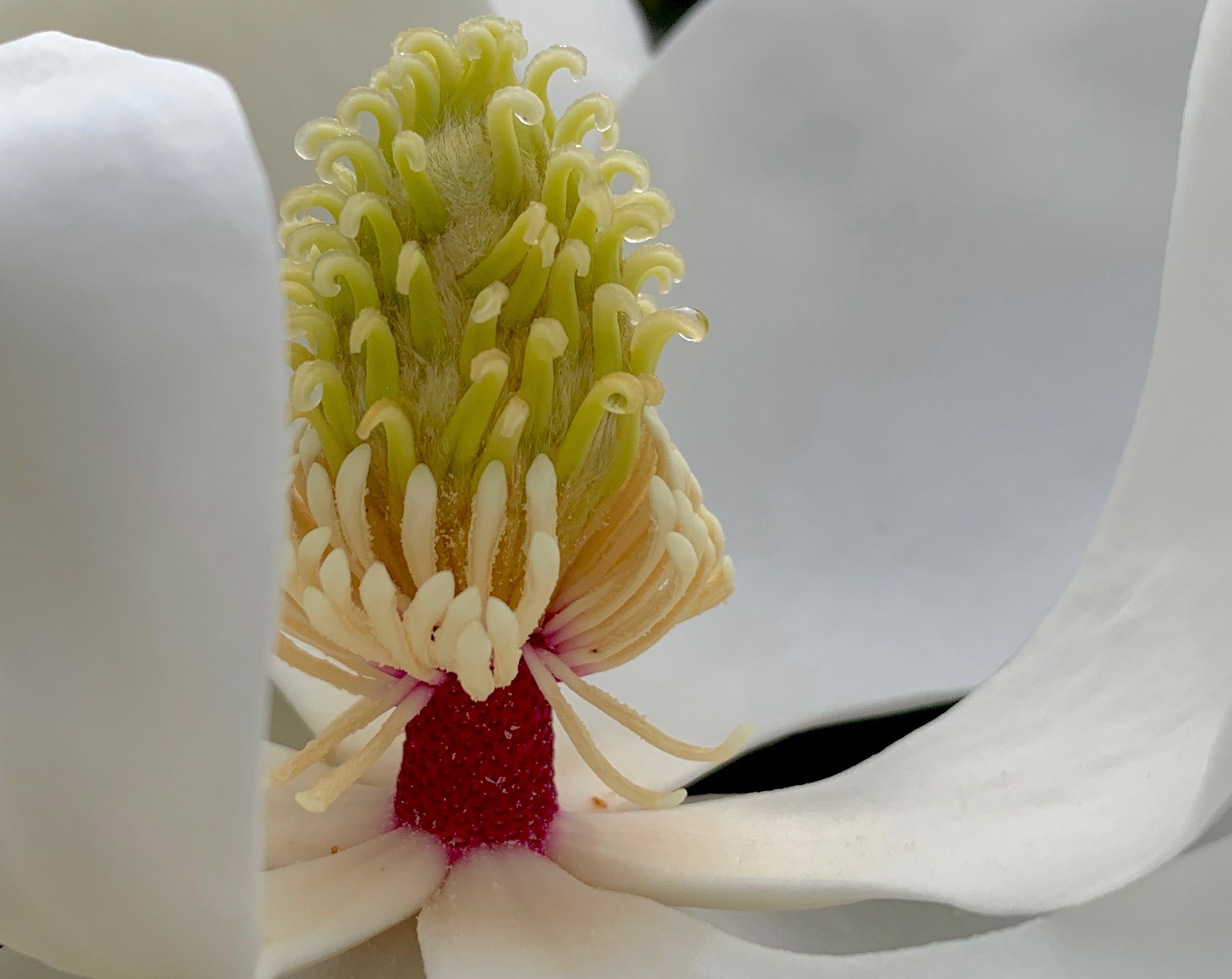 Little Gem Magnolia by Amy Kaslow