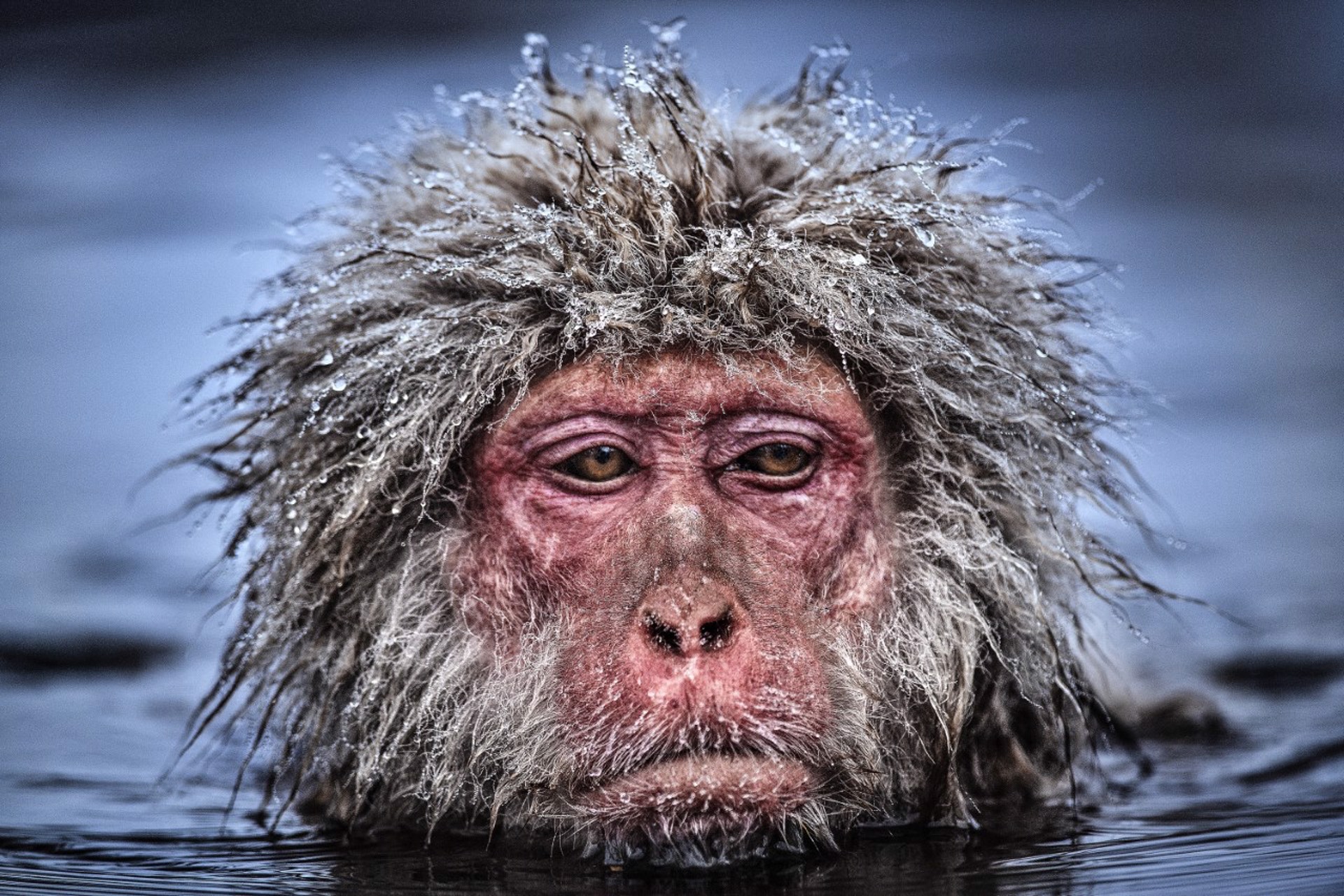Grumpy Monkey (Color) by David Yarrow