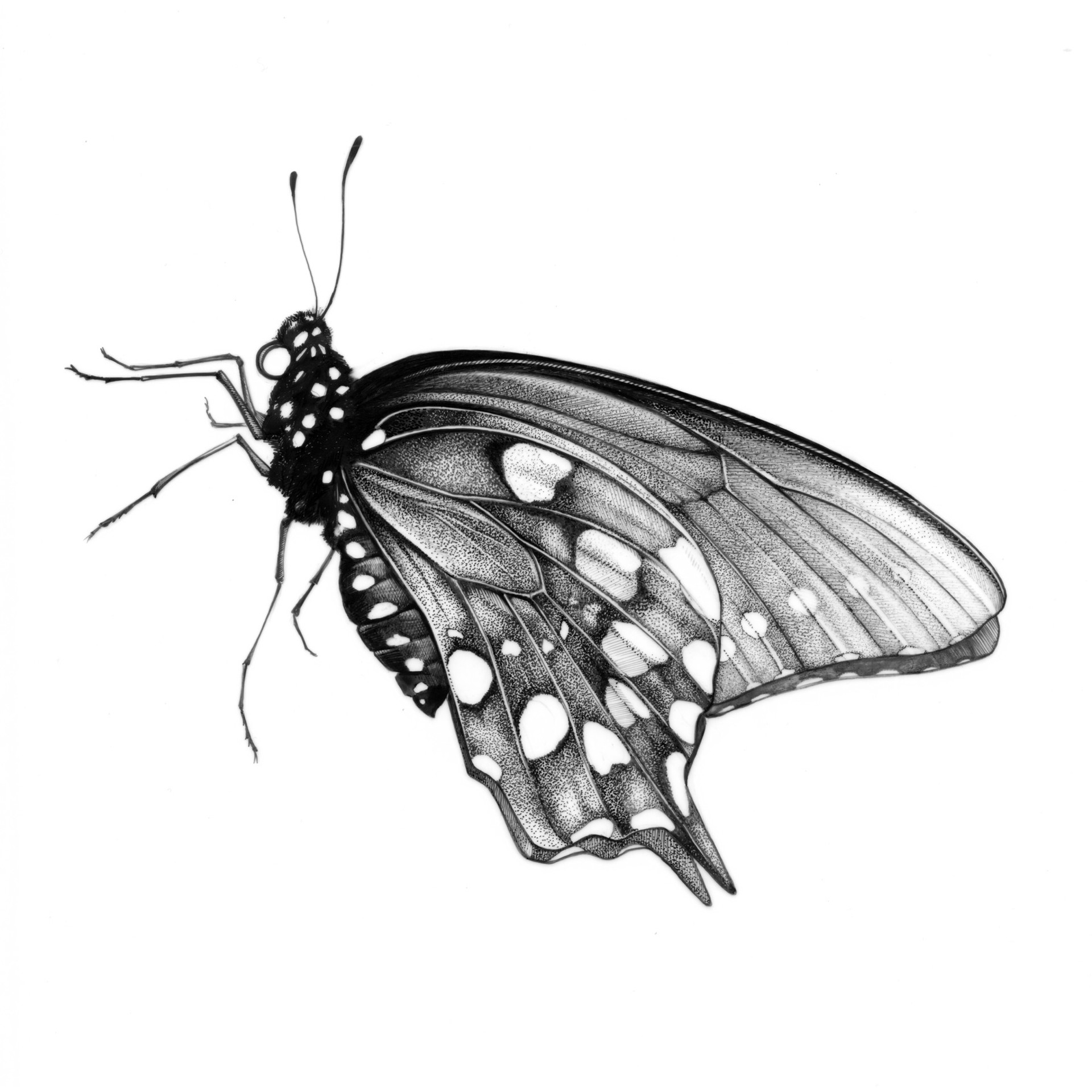 Pipevine Swallowtail by Jane Kim
