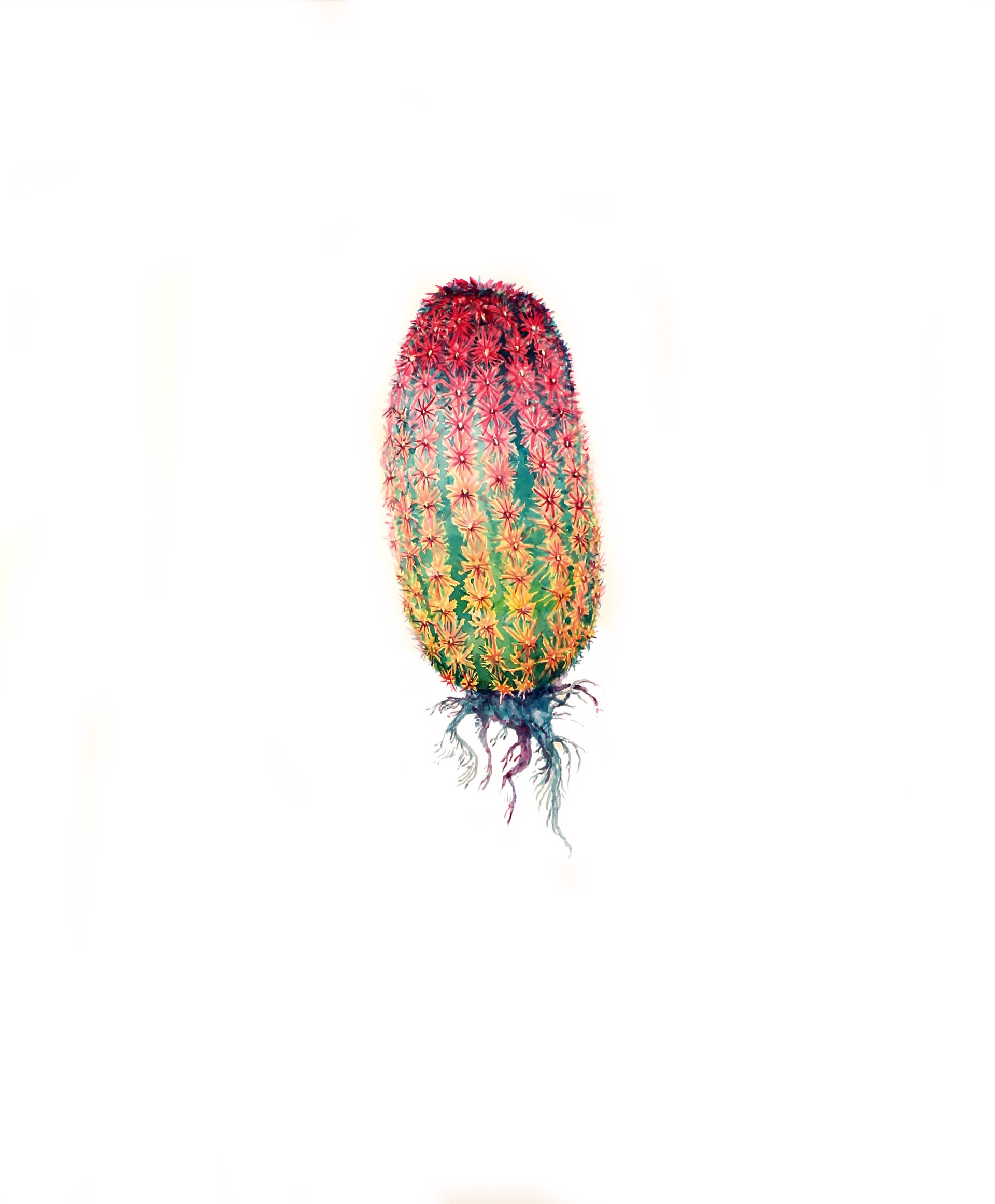 Rainbow Cactus by Todd Ryan White